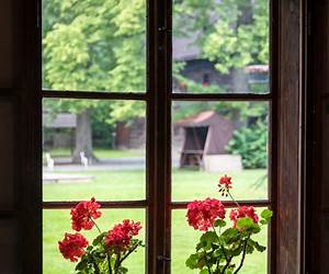 Flowers in a Window