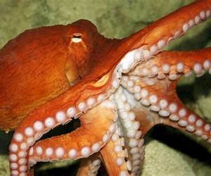 Octopus: Fun Facts \u0026 Pictures For Kids