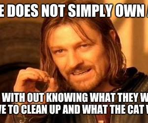 One Does Not Merely Own A Cat