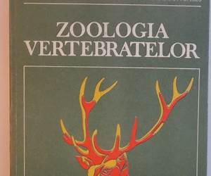 Zoologia vertebratelor: Tetrapoda